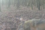 Wolf in altem Gloria-Revier gesichtet: Gibt es eine Wölfin in Hünxe?