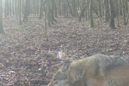 Wolf in altem Gloria-Revier gesichtet: Gibt es eine Wölfin in Hünxe?