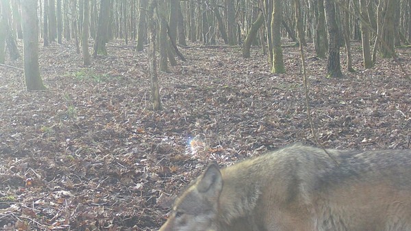 Wolf in altem Gloria-Revier gesichtet: Gibt es eine Wölfin in Hünxe?