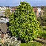 150 Jahre alte Kastanie in Dinslaken: Baum stand schon zu Zeiten des Kaisers