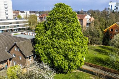 150 Jahre alte Kastanie in Dinslaken: Baum stand schon zu Zeiten des Kaisers