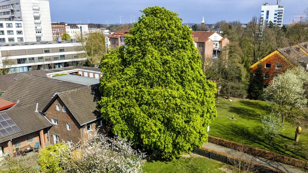 150 Jahre alte Kastanie in Dinslaken: Baum stand schon zu Zeiten des Kaisers
