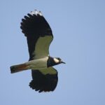 Biologische Station bittet um Hilfe: Wo brütet der Kiebitz noch?