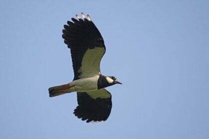 Biologische Station bittet um Hilfe: Wo brütet der Kiebitz noch?