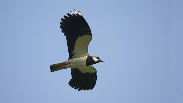 Biologische Station bittet um Hilfe: Wo brütet der Kiebitz noch?