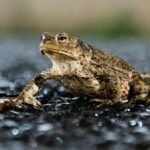 Dinslakener ärgert sich über Blitzer: „Die Stadt zockt hier ihre Bürger ab“