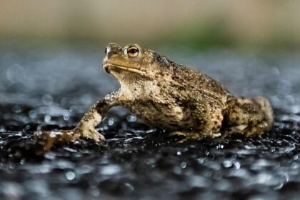 Dinslakener ärgert sich über Blitzer: „Die Stadt zockt hier ihre Bürger ab“