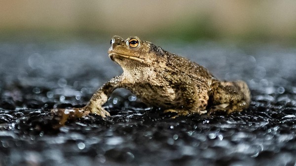 Dinslakener ärgert sich über Blitzer: „Die Stadt zockt hier ihre Bürger ab“