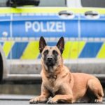 Einbruch in Moers: Polizeihund stellt Dinslakener (40) – Haftbefehl angeordnet