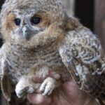 Erste Hilfe für verletzte Greifvögel: Nabu gibt Tipps – was viele falsch machen