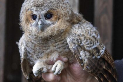 Erste Hilfe für verletzte Greifvögel: Nabu gibt Tipps – was viele falsch machen