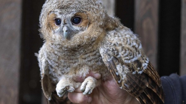 Erste Hilfe für verletzte Greifvögel: Nabu gibt Tipps – was viele falsch machen