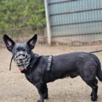 Hund an Raststätte ausgesetzt: Wer kennt „Rasty“? Tierheim Wesel sucht Hinweise