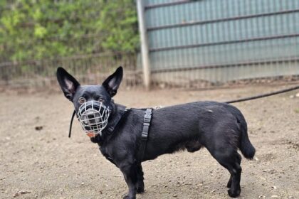 Hund an Raststätte ausgesetzt: Wer kennt „Rasty“? Tierheim Wesel sucht Hinweise