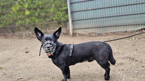 Hund an Raststätte ausgesetzt: Wer kennt „Rasty“? Tierheim Wesel sucht Hinweise