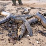 Hunderte tote Aale am Rhein in Düsseldorf entdeckt: Experten haben klaren Verdacht