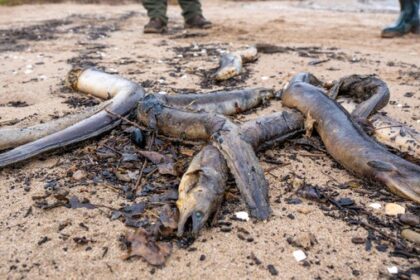 Hunderte tote Aale am Rhein in Düsseldorf entdeckt: Experten haben klaren Verdacht