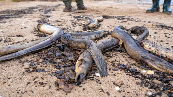Hunderte tote Aale am Rhein in Düsseldorf entdeckt: Experten haben klaren Verdacht