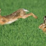 Nach Myxomatose-Ausbruch: Gibt es ein Comeback der Feldhasen am Niederrhein?