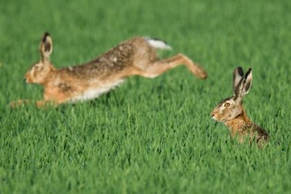 Nach Myxomatose-Ausbruch: Gibt es ein Comeback der Feldhasen am Niederrhein?