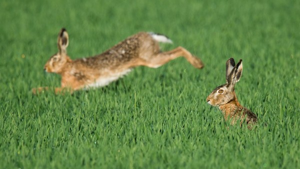 Nach Myxomatose-Ausbruch: Gibt es ein Comeback der Feldhasen am Niederrhein?