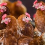 Nächste Geflügelpest droht – nach 30 Jahren: So äußert sie sich bei Menschen