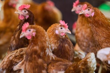 Nächste Geflügelpest droht – nach 30 Jahren: So äußert sie sich bei Menschen