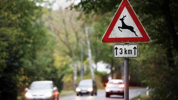 Wildtiere und die Zeitumstellung: Besondere Vorsicht im Straßenverkehr geboten