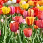 Aktivität für die Osterferien: Blumen zum Selberpflücken in Dinslaken & Umgebung