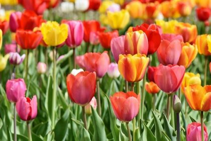 Aktivität für die Osterferien: Blumen zum Selberpflücken in Dinslaken & Umgebung