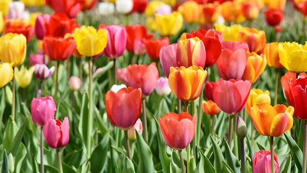 Aktivität für die Osterferien: Blumen zum Selberpflücken in Dinslaken & Umgebung