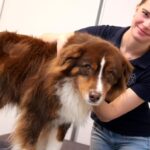 Akupunktur und Chiropraktik für Tiere: Dinslakenerin bietet mobilen Service an