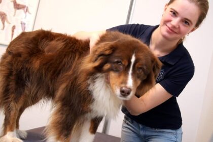 Akupunktur und Chiropraktik für Tiere: Dinslakenerin bietet mobilen Service an
