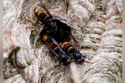 Asiatische Hornisse breitet sich auch in Voerde aus: Experte informiert