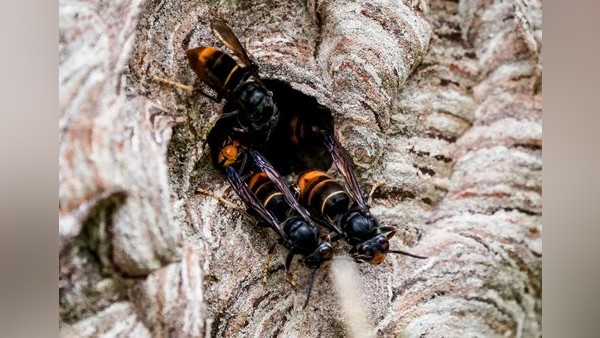Asiatische Hornisse breitet sich auch in Voerde aus: Experte informiert