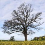 Besondere Bäume: Warum im Jahr 1871 in Mehrum eine Eiche gepflanzt wurde