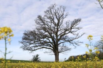 Besondere Bäume: Warum im Jahr 1871 in Mehrum eine Eiche gepflanzt wurde
