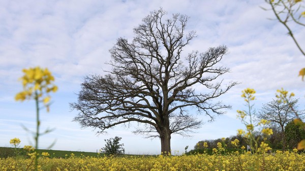 Besondere Bäume: Warum im Jahr 1871 in Mehrum eine Eiche gepflanzt wurde