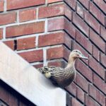 Einsatz in Dinslaken: Feuerwehr rettet Entenfamilie vom Dach