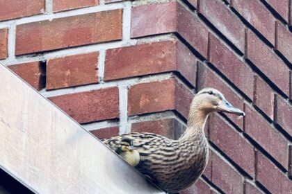 Einsatz in Dinslaken: Feuerwehr rettet Entenfamilie vom Dach