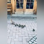 Feuerwehreinsatz beim Energy Run in Dinslaken: Das war der süße Grund