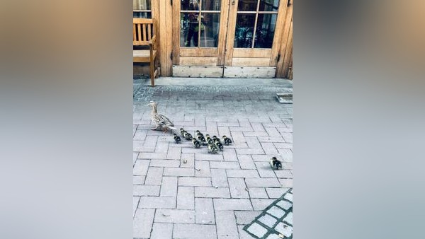 Feuerwehreinsatz beim Energy Run in Dinslaken: Das war der süße Grund