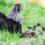 Gegen Eierknappheit: So hält man Hühner im eigenen Garten