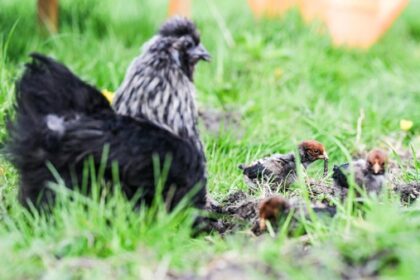 Gegen Eierknappheit: So hält man Hühner im eigenen Garten