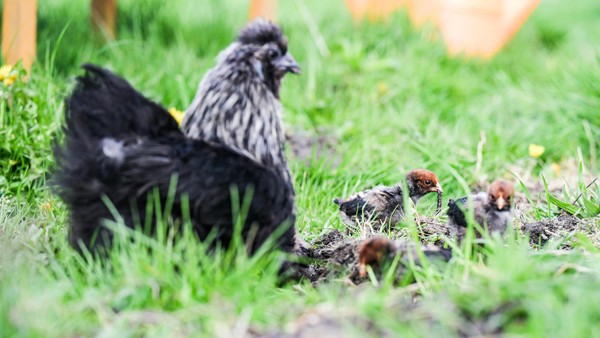 Gegen Eierknappheit: So hält man Hühner im eigenen Garten