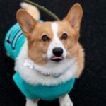 Hundezählung in Dinslaken: Darum geht es, so erkennt man die Mitarbeiter