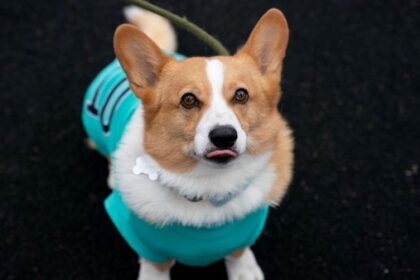 Hundezählung in Dinslaken: Darum geht es, so erkennt man die Mitarbeiter