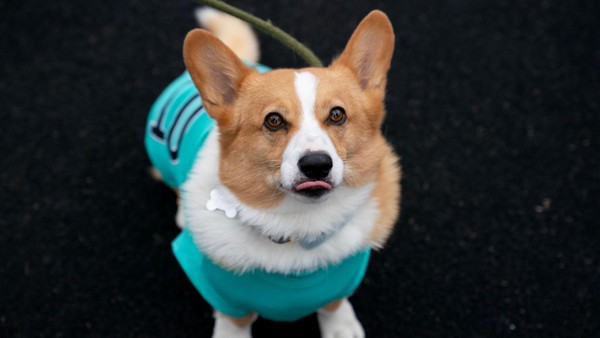 Hundezählung in Dinslaken: Darum geht es, so erkennt man die Mitarbeiter