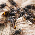 Invasive Art: Kreis Wesel will Asiatische Hornisse bekämpfen - so soll’s gehen