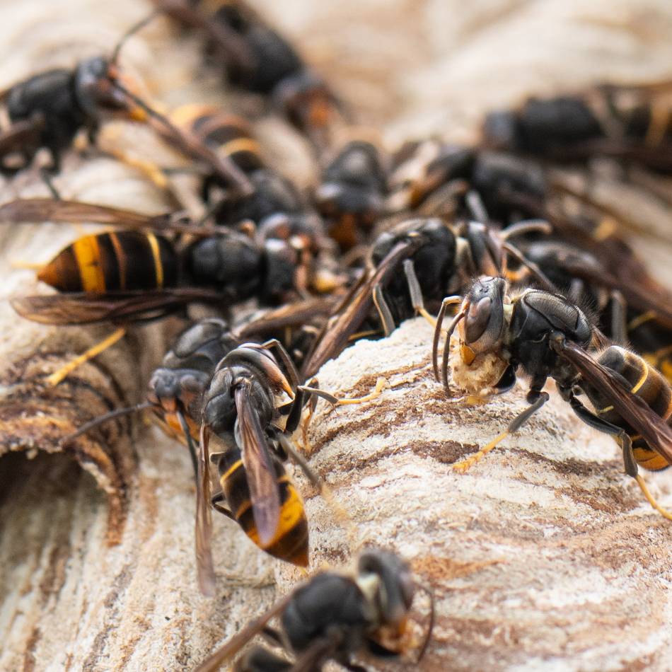 Invasive Art: Kreis Wesel will Asiatische Hornisse bekämpfen - so soll’s gehen